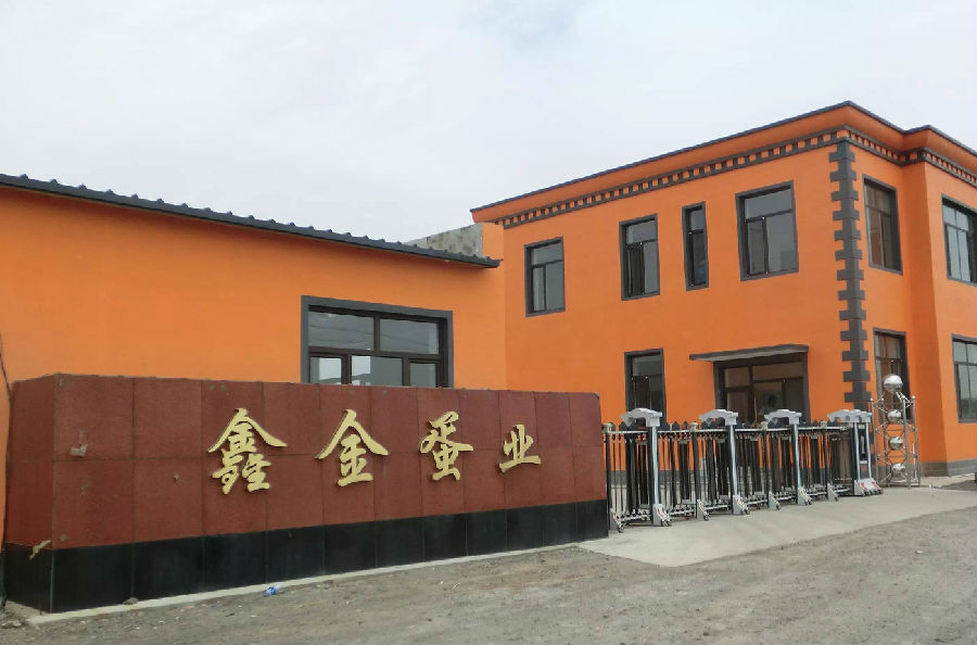遼陽鑫金——飼養(yǎng)金定鴨，富了咱農(nóng)家！