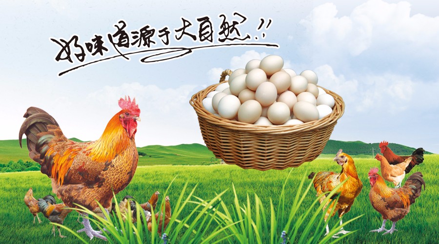 新型蛋雞散養(yǎng)集成系統(tǒng)，讓傳統(tǒng)散養(yǎng)插上科技的翅膀