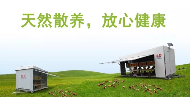 拒做“化妝”土雞蛋，我們有蛋雞散養(yǎng)集成系統(tǒng)